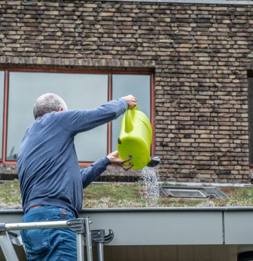 man geeft water aan groen dak