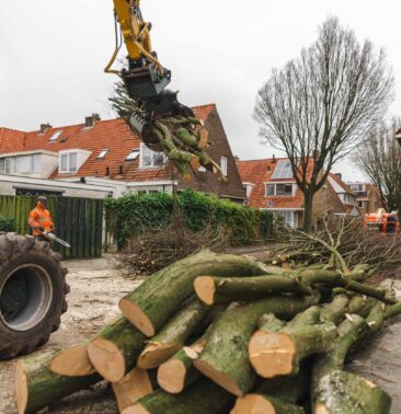 bomen worden gerooid in de Mozartstraat